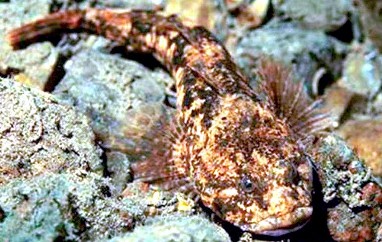 Cottus hispaniolensis_03.jpg